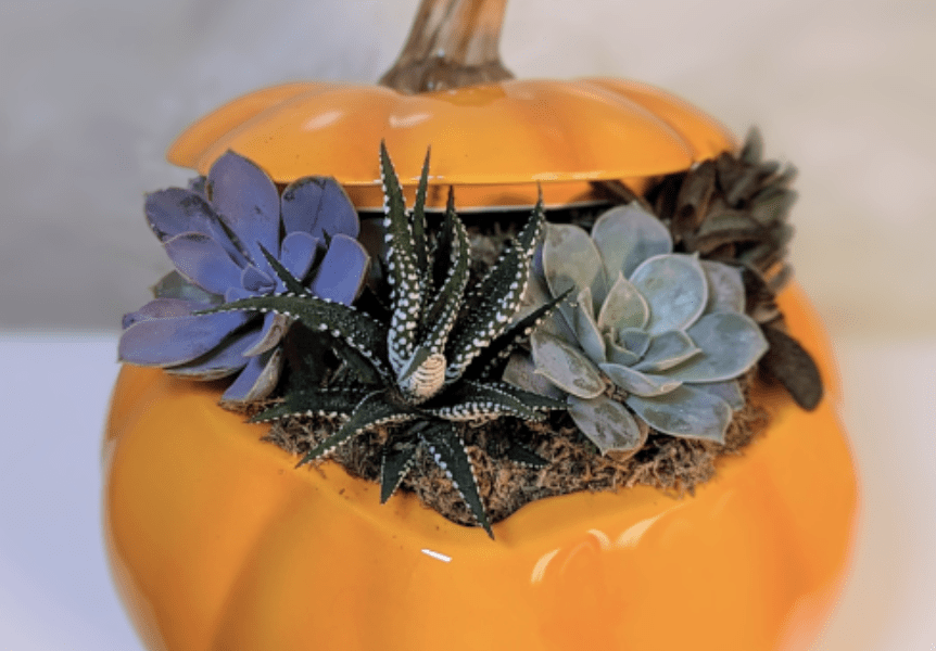 Which dark-colored flowers work best for Halloween?